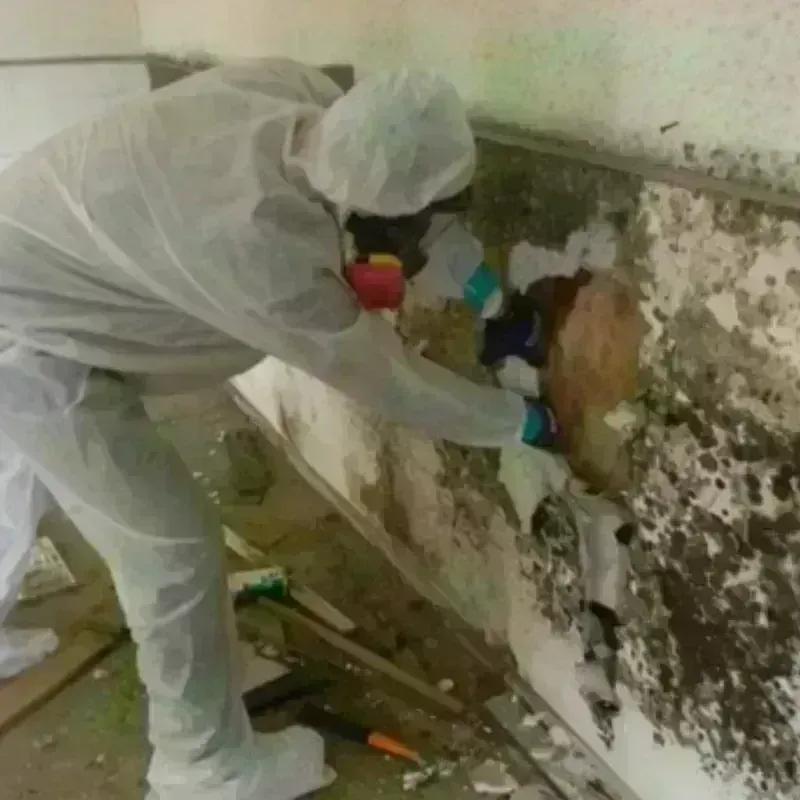 Mold Remediation and Removal in Madera County, CA